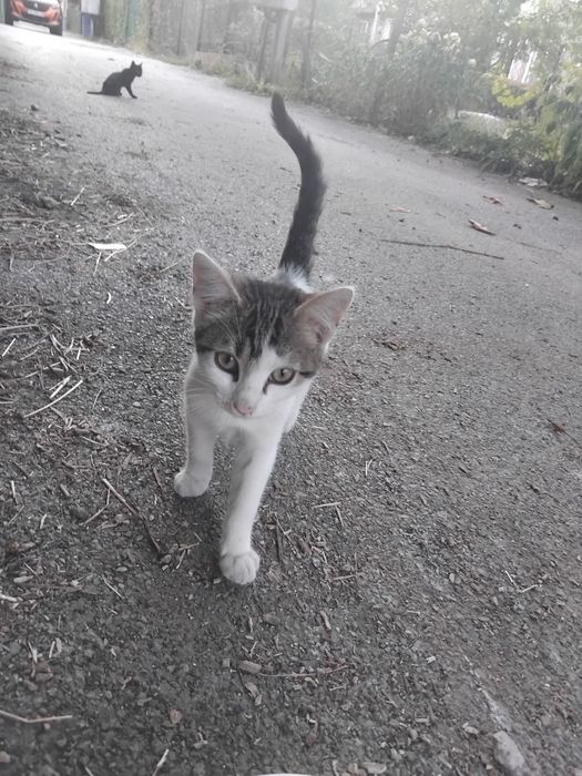 Малко коте на 2 месеца  търси  дом