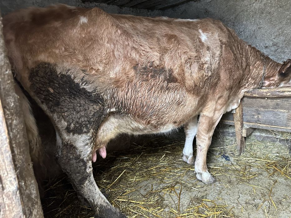 Vand vaca gestanta in 7 luni si se mulge