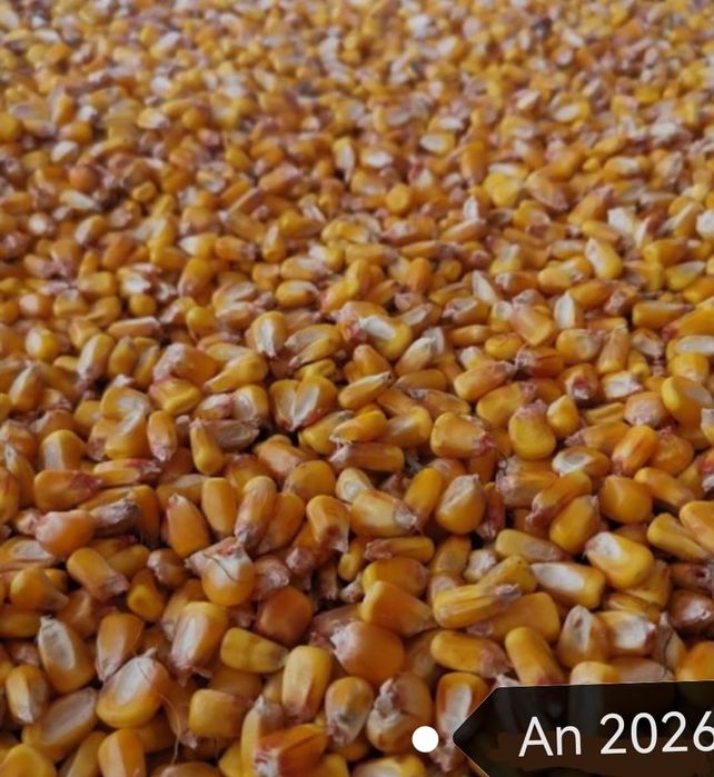 Porumb boabe Fagaras