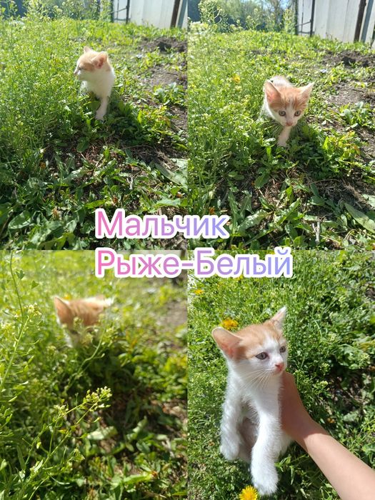 котята мальчики ищут добрые руки