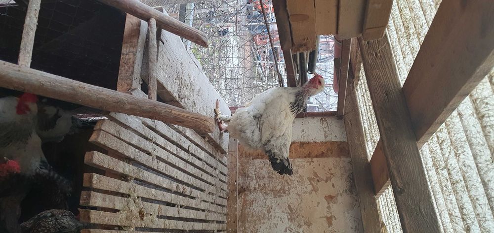 Ouă de găină pentru incubat