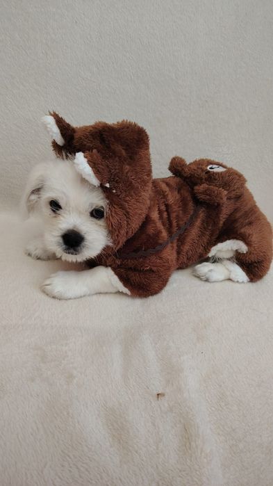 Продам маленькую собачку мальчик