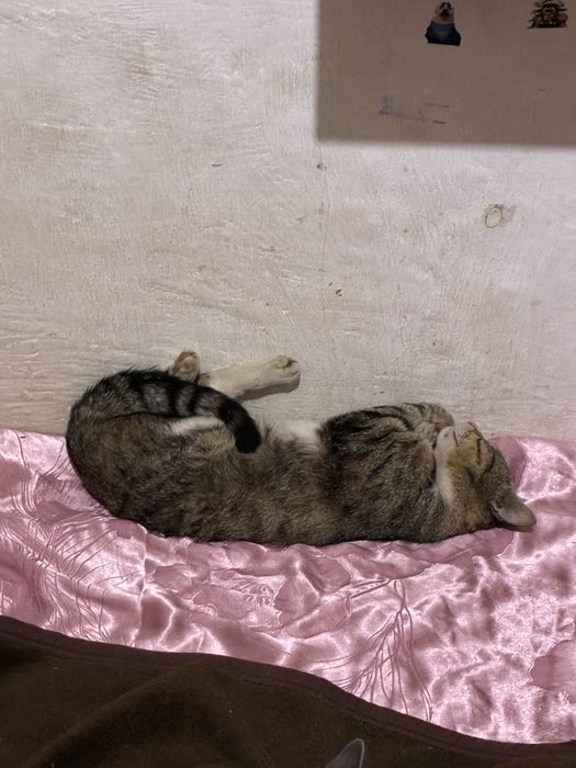 Отдам даром котов и котёнка