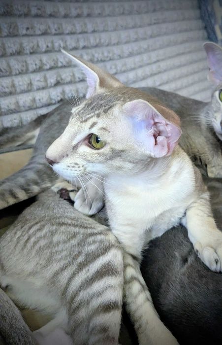 Ориентальная кошечка Уника