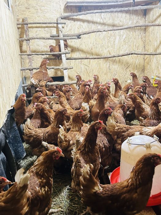 Куры Несушки Ломан Браун