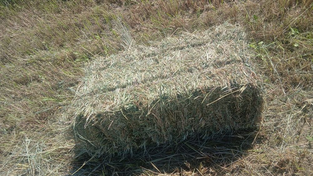 Продам сено луговое разнотравие