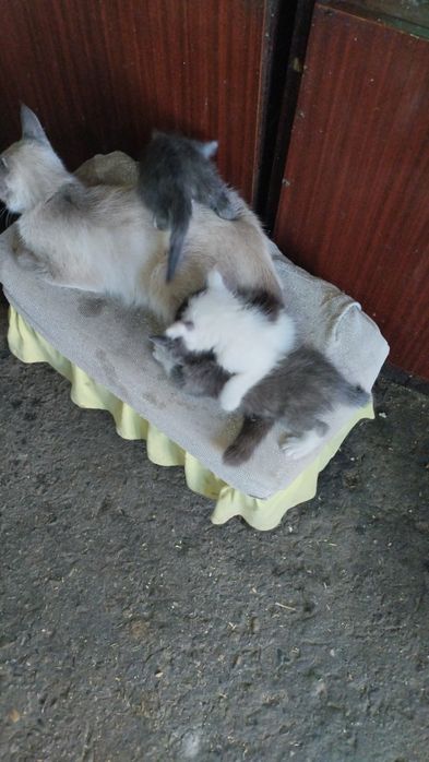Отдадим котят в добрые руки