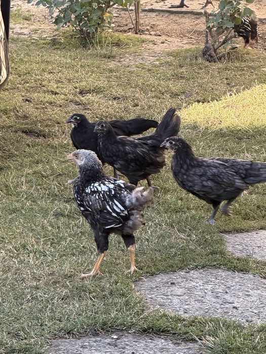 Gaini din rasele Australorp si Wyandotte
