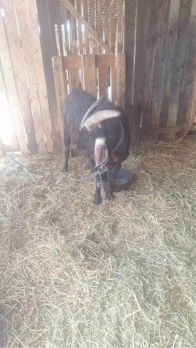 Vand sau schimb capre