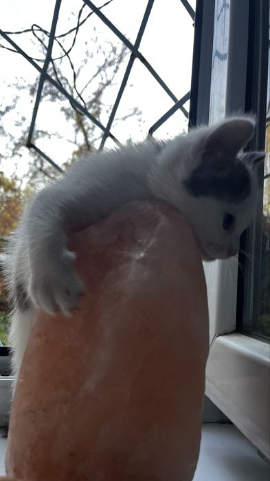 Котенок мальчик
