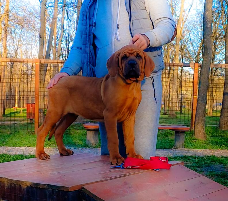 Pui tosa Inu cu pedigree