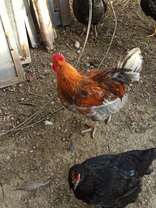 Cocoși tineret din mai anul trecut