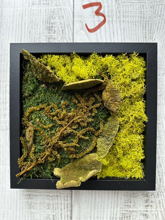 Tablouri licheni noi 3bucati