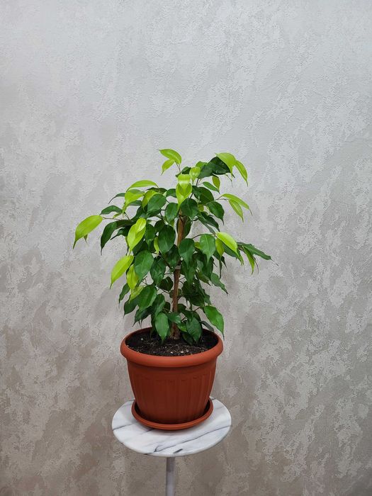 Комнотное растение Фикус Бенджамина