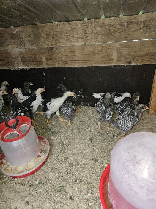Pui plymonte și pita pinta.