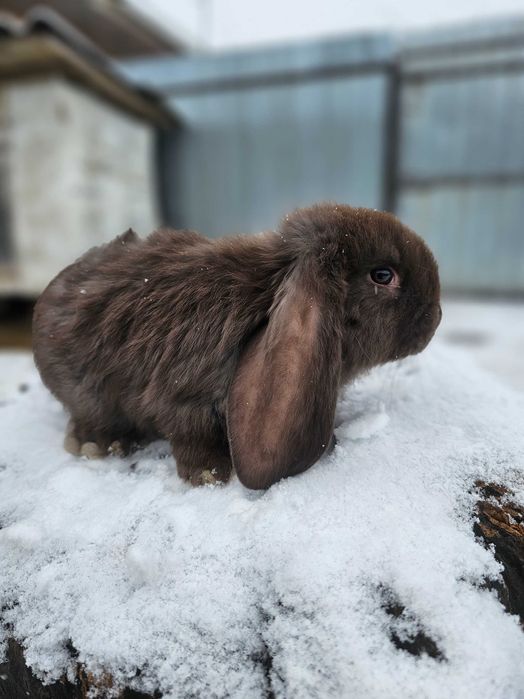 Pui Berbec German Havana – mantulat și havana plin