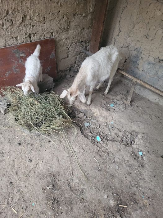 Орыс Ешкі, лағымен сатылады