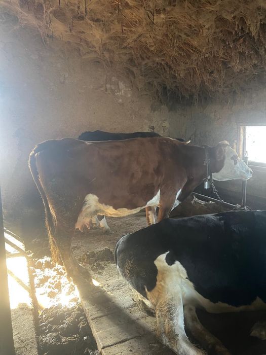 Дойная корова 15 литров