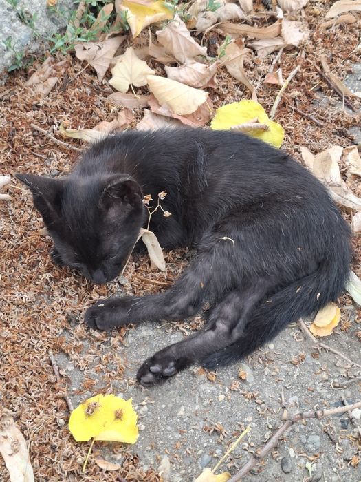 Ofer pui de pisica spre adopție