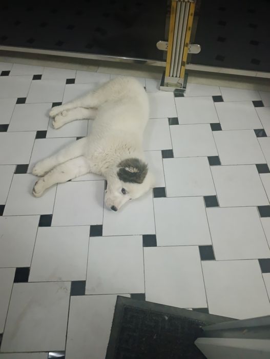 Кучук туркмен алабайи