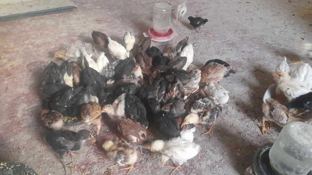 Жайдари хонаки жужалар