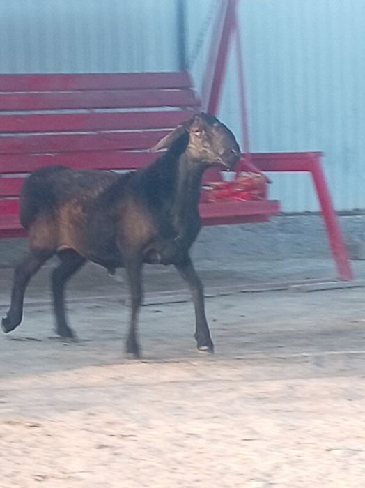 Кошкар сатылады..