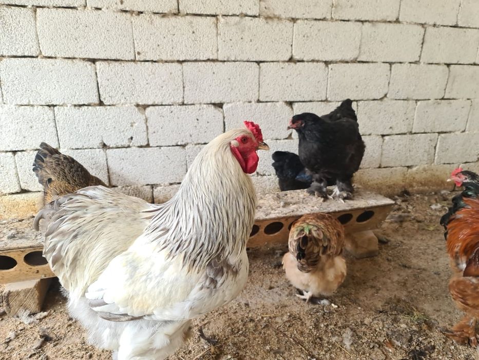 Инкубационные яйца полубрама