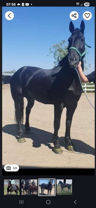 Vand cal metis de Nonius cu Frizian