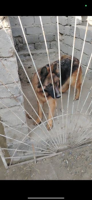 Сотилади айол немес авчарка