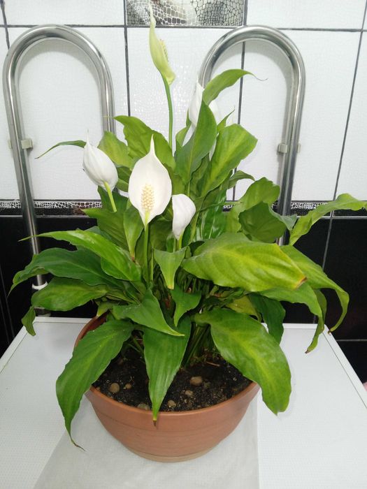 Продам цветок Женское счастье