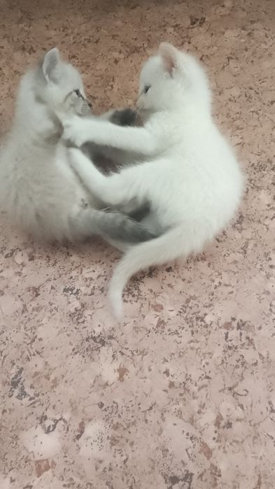 Срочно! Отдам котят,мышеловки.