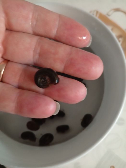 Улитки аквариумные