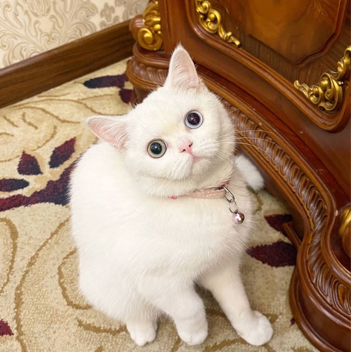 Mushuk sotladi srochna qz bola 6 oylik