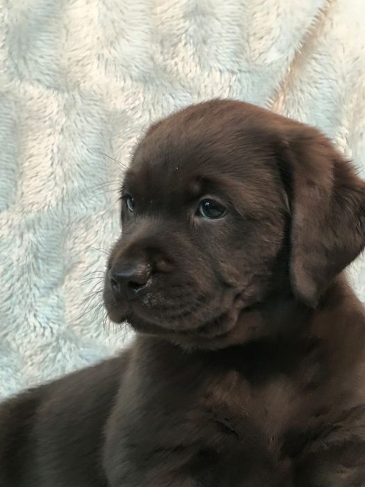 Породные детки лабоадора ретривера