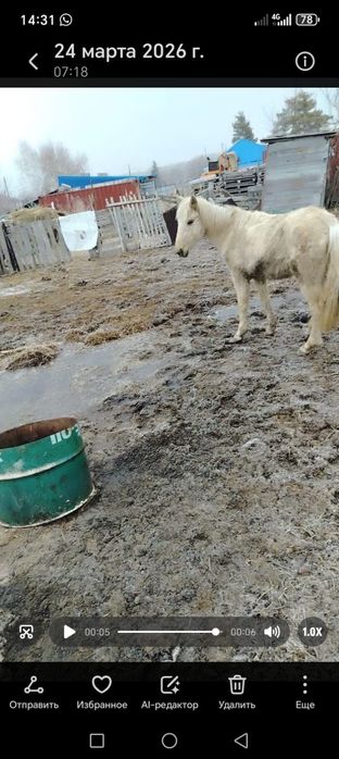 2: толатн құнан кенже туған.