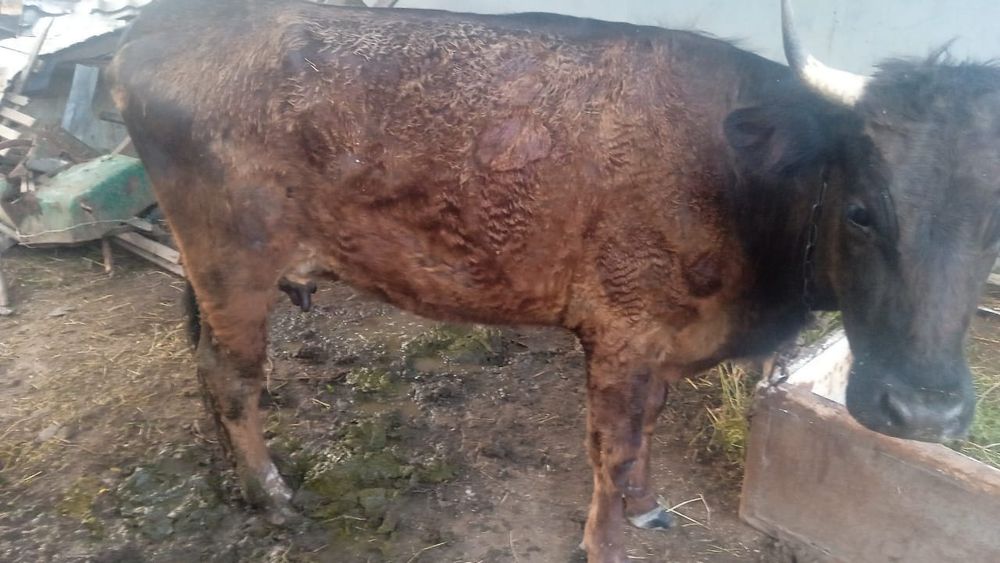 Продается первотелка