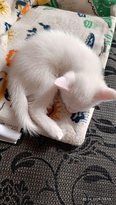 Продаётся Котёнки