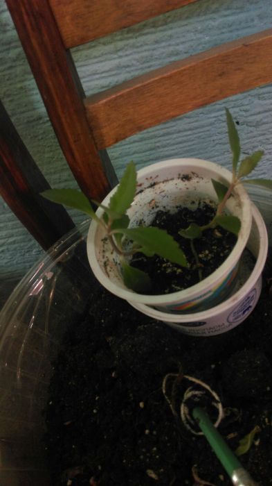 Каланхое-очень полезное растение!