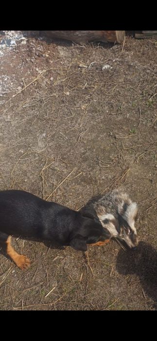 Щенок немецкого ягдтерьера