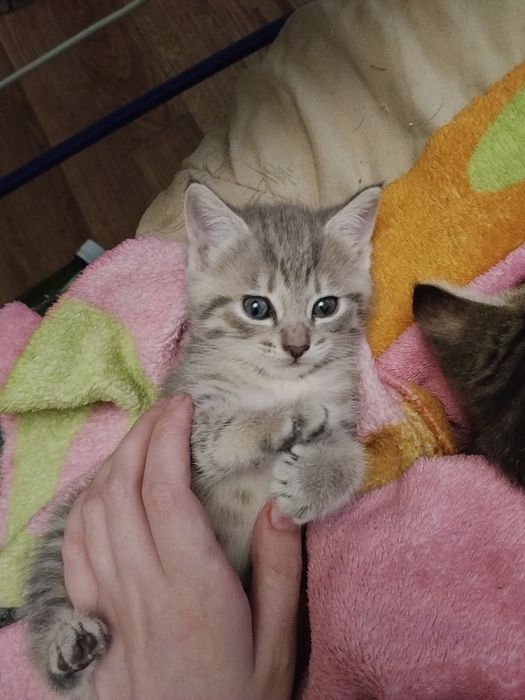 Скоттиш-страйт котята 1.5 мес