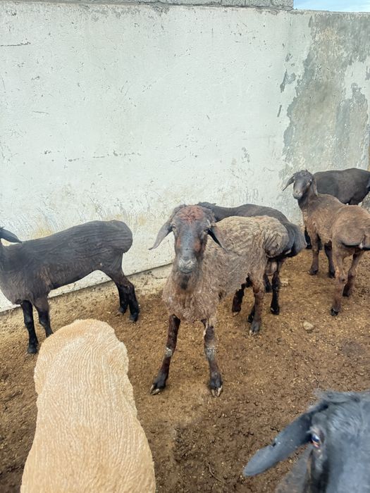 Тоқты еркек ұрғашы