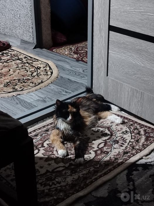 Текинга мушук бервораман.