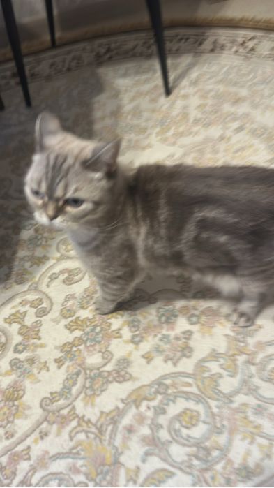 Отдам в хорошие руки кошечку