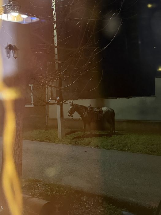 Cal de drumetie pentru oricine! Appaloosa iapa de calarie