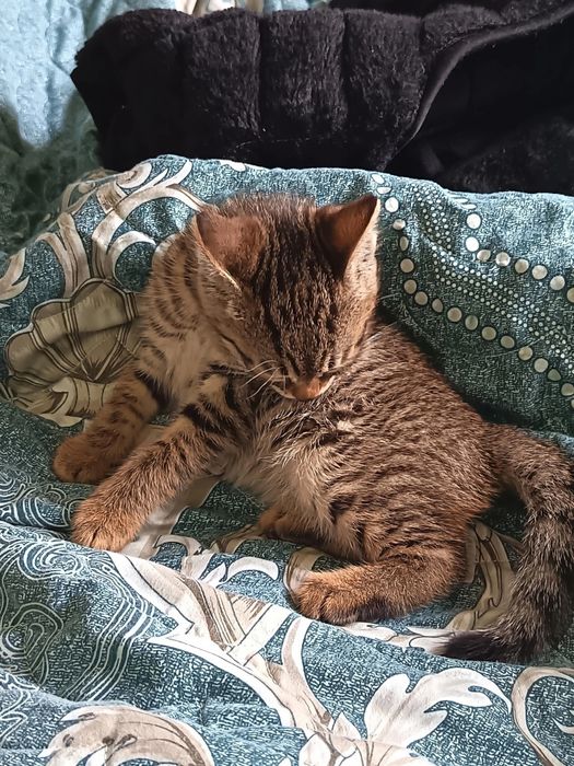 Продается котёнок, мальчик, почти 2 месяца