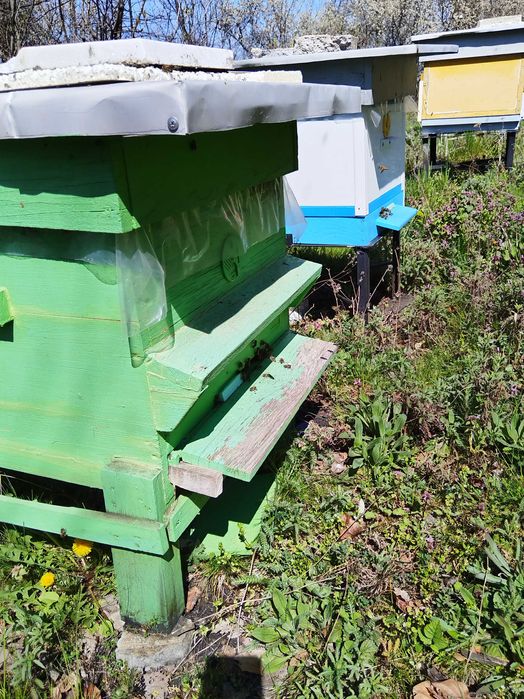 Пчелни семейства рег N 2648-0034