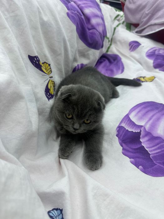 Scotish fold juyam aqilli mushuk скоттиш фолд