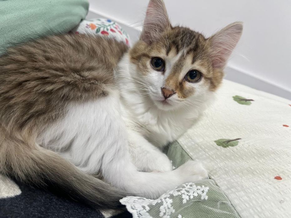Котятам и кошке нужен дом.