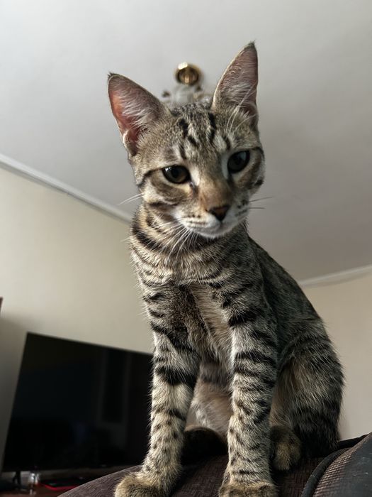 Отдам котенка в добрые руки