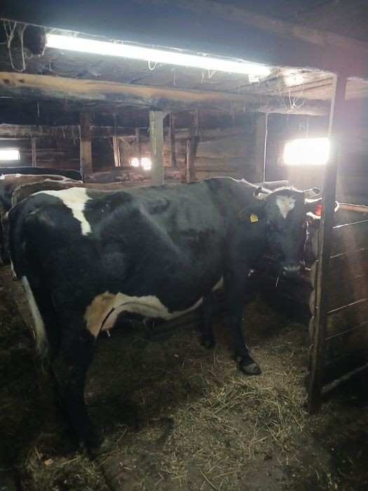 Продам дойных коров вместе с телятами